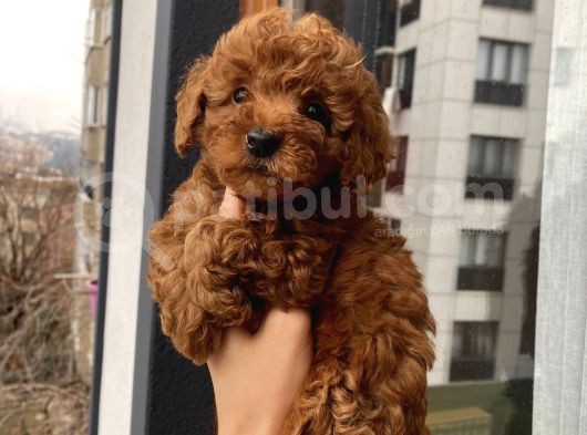 Çocuklarınıza En İyi Arkadaş Poodle Bebekler görsel