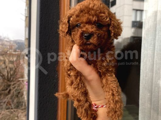 Çocuklarınıza En İyi Arkadaş Poodle Bebekler görsel