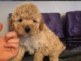 Muhteşem Tüy Yapılarıyla Kıvır Kıvır Poodle Bebekler