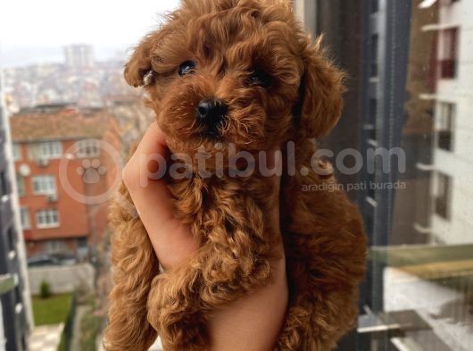 Çocuklarınıza En İyi Arkadaş Poodle Bebekler görsel
