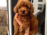 Muhteşem Tüy Yapılarıyla Kıvır Kıvır Poodle Bebekler