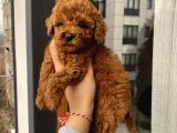Çocuklarınıza En İyi Arkadaş Poodle Bebekler