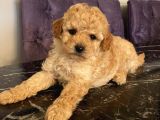 Çocuklarınıza En İyi Arkadaş Poodle Bebekler
