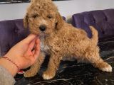 Aşılı Pasaportlu Toypoodle Bebekler