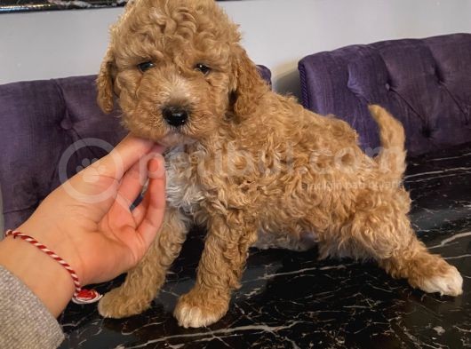 Aşılı Pasaportlu Toypoodle Bebekler görsel