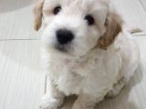 Poodle Tadında Mini Maltipo Bebeğim
