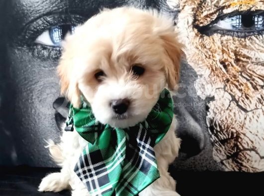 Poodle Tadında Mini Maltipo Bebeğim görsel