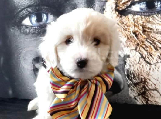 Poodle Tadında Mini Maltipo Bebeğim görsel