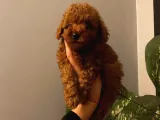 Red Brown Toy Poodle Yavrular