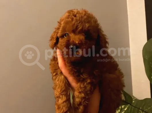Red Brown Toy Poodle Yavrular görsel