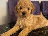 Çocuklarınıza En İyi Arkadaş Poodle Bebekler