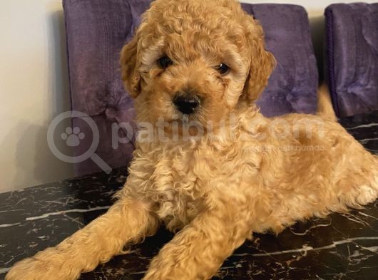 Çocuklarınıza En İyi Arkadaş Poodle Bebekler görsel