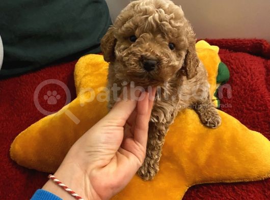 Çocuklarınıza En İyi Arkadaş Poodle Bebekler