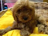 İstanbul Köpek Üreti̇m Çi̇ftli̇ği̇ Cockapoo Yavrular