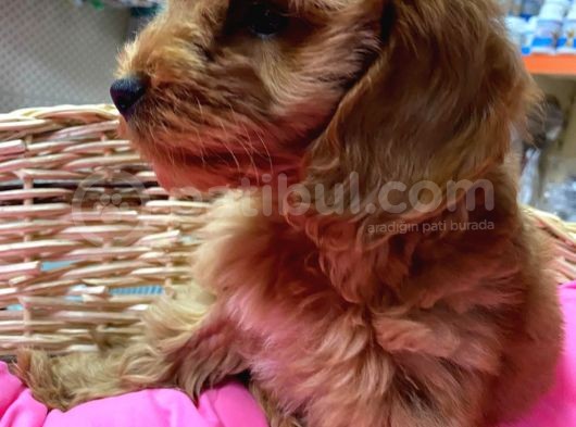 İstanbul Köpek Üreti̇m Çi̇ftli̇ği̇ Cockapoo Yavrular görsel