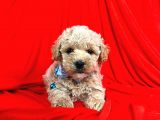 Dizayn Irk Sevimli Maltipoo Yavrular