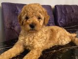 Ev Ortamında Büyüyen Poodle Bebeklerimiz