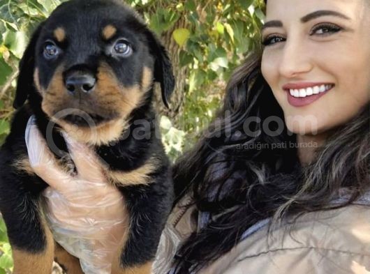 Rottweiler Yavrum ❤️ görsel