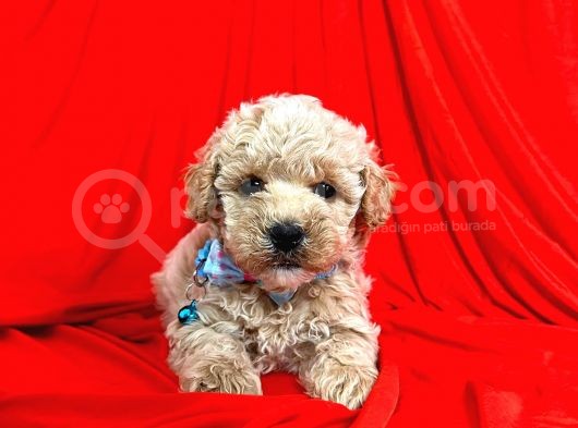 Dizayn Irk Sevimli Maltipoo Yavrular