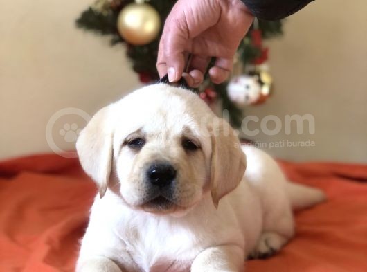 Safkan Labrador Retri̇ever Yavrulari ( Secereli) görsel