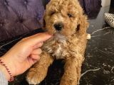 Ev Doğumlu Poodle Bebekler