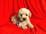 Dizayn Irk Sevimli Maltipoo Yavrular