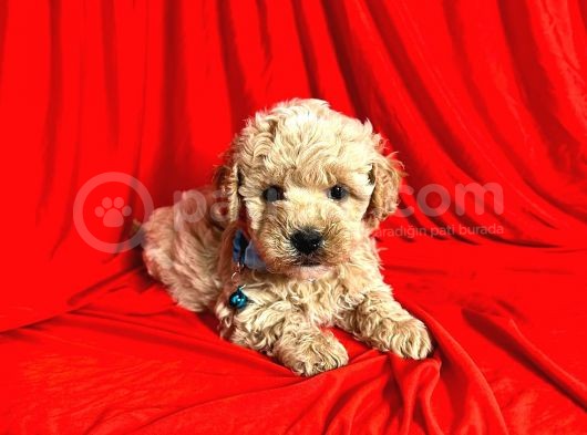 Dizayn Irk Sevimli Maltipoo Yavrular görsel