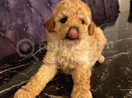 Çocuklarınıza En İyi Arkadaş Poodle Bebekler görsel