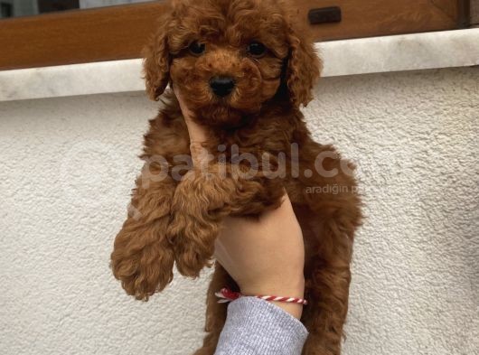 Ev Doğumlu Poodle Bebekler görsel