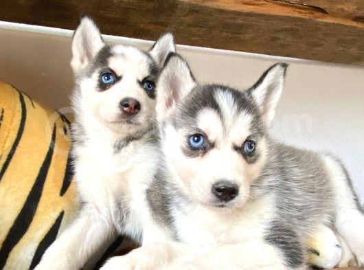 Özgür Yakişikli Ve Kari̇zmati̇k Husky Siyah Beyaz Sibirya Kurdu