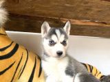 Özgür Yakişikli Ve Kari̇zmati̇k Husky Siyah Beyaz Sibirya Kurdu