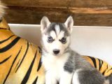 Özgür Yakişikli Ve Kari̇zmati̇k Husky Siyah Beyaz Sibirya Kurdu