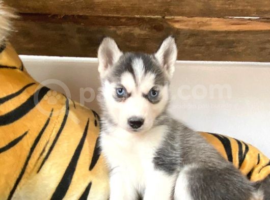 Özgür Yakişikli Ve Kari̇zmati̇k Husky Siyah Beyaz Sibirya Kurdu görsel