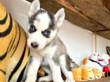 Özgür Yakişikli Ve Kari̇zmati̇k Husky Siyah Beyaz Sibirya Kurdu
