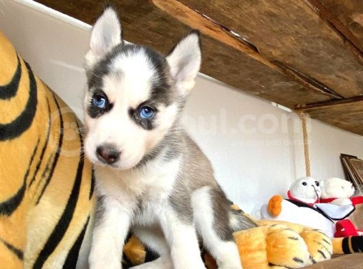 Özgür Yakişikli Ve Kari̇zmati̇k Husky Siyah Beyaz Sibirya Kurdu görsel