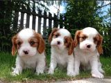 Tatlış Cavalier Bebişler