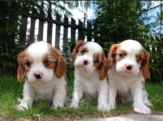 Tatlış Cavalier Bebişler görsel
