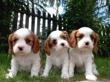 Tatlış Cavalier Bebişler