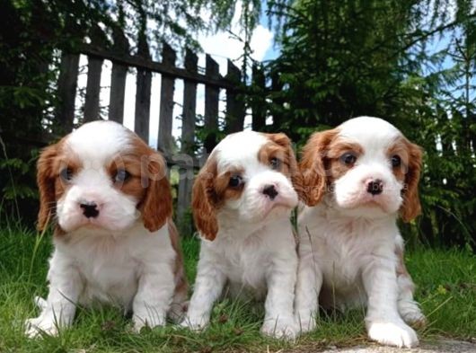 Tatlış Cavalier Bebişler görsel