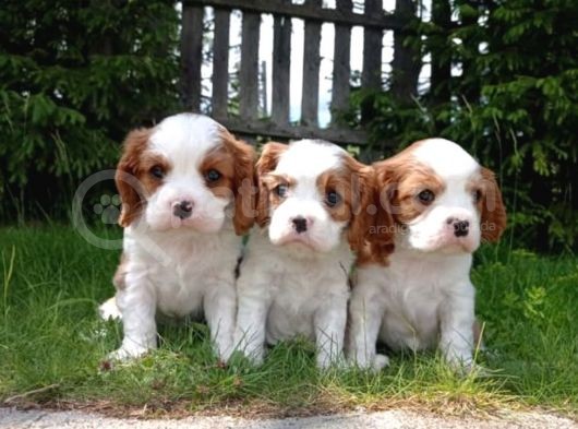 Tatlış Cavalier Bebişler görsel