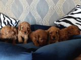 Hayati Renklendi̇ren Enerji̇ni̇ze Enerji̇ Katacak Toy Poodle