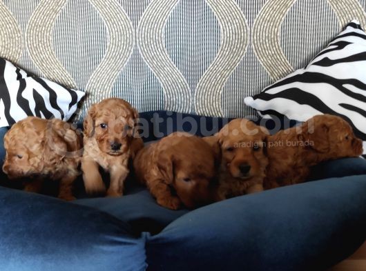 Hayati Renklendi̇ren Enerji̇ni̇ze Enerji̇ Katacak Toy Poodle görsel