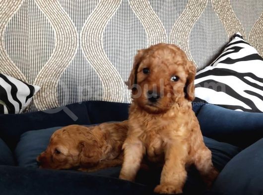 Hayati Renklendi̇ren Enerji̇ni̇ze Enerji̇ Katacak Toy Poodle görsel