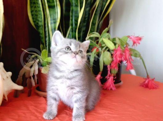 British Shorthair Yavrular Sizler İçin