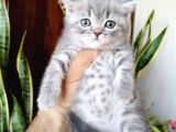 British Shorthair Yavrular Sizler İçin