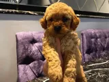 Sevimli Apricot Toy Poodle Yavrularımız