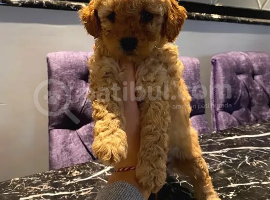 Sevimli Apricot Toy Poodle Yavrularımız görsel