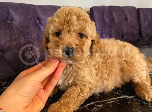 A Kalite Apricot Toy Poodle Yavrular görsel