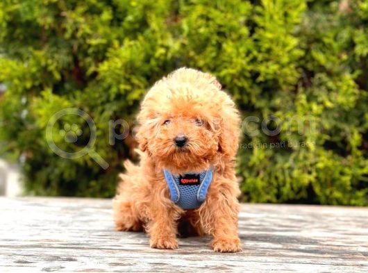 Orji̇nal Malti̇po Yavrular görsel