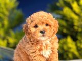 F1 Orji̇nal Malti̇poo Yavrular